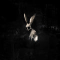 FOLLOW THE WHITE RABBIT LP