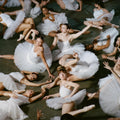 50 ballerinas LP
