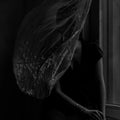 No One Knows How Wild The Wind Blows LP